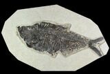 Bargain, Fossil Fish (Diplomystus) - Green River Formation #129137-1